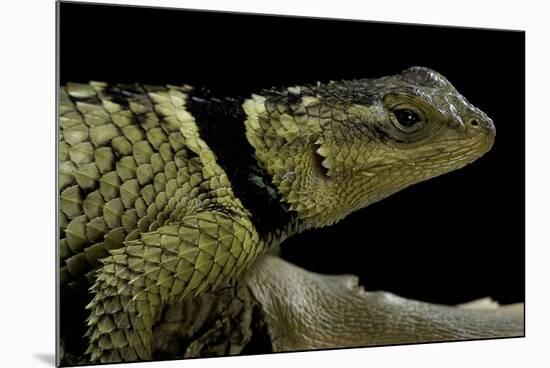 Sceloporus Cyanogenys (Blue Spiny Lizard)-Paul Starosta-Mounted Photographic Print