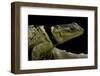 Sceloporus Cyanogenys (Blue Spiny Lizard)-Paul Starosta-Framed Photographic Print