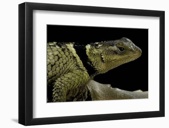 Sceloporus Cyanogenys (Blue Spiny Lizard)-Paul Starosta-Framed Photographic Print