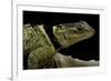 Sceloporus Cyanogenys (Blue Spiny Lizard)-Paul Starosta-Framed Photographic Print