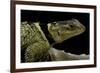 Sceloporus Cyanogenys (Blue Spiny Lizard)-Paul Starosta-Framed Photographic Print