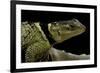 Sceloporus Cyanogenys (Blue Spiny Lizard)-Paul Starosta-Framed Photographic Print