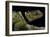 Sceloporus Cyanogenys (Blue Spiny Lizard)-Paul Starosta-Framed Photographic Print