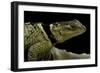 Sceloporus Cyanogenys (Blue Spiny Lizard)-Paul Starosta-Framed Photographic Print