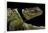 Sceloporus Cyanogenys (Blue Spiny Lizard)-Paul Starosta-Framed Photographic Print