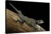 Sceloporus Jarrovii (Yarrow's Spiny Lizard) - with Two Tails-Paul Starosta-Stretched Canvas
