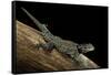 Sceloporus Jarrovii (Yarrow's Spiny Lizard) - with Two Tails-Paul Starosta-Framed Stretched Canvas