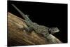 Sceloporus Jarrovii (Yarrow's Spiny Lizard) - with Two Tails-Paul Starosta-Stretched Canvas