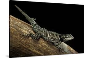 Sceloporus Jarrovii (Yarrow's Spiny Lizard) - with Two Tails-Paul Starosta-Stretched Canvas