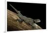 Sceloporus Jarrovii (Yarrow's Spiny Lizard) - with Two Tails-Paul Starosta-Framed Photographic Print