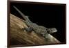 Sceloporus Jarrovii (Yarrow's Spiny Lizard) - with Two Tails-Paul Starosta-Framed Photographic Print