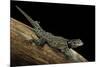 Sceloporus Jarrovii (Yarrow's Spiny Lizard) - with Two Tails-Paul Starosta-Mounted Photographic Print