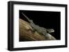 Sceloporus Jarrovii (Yarrow's Spiny Lizard) - with Two Tails-Paul Starosta-Framed Photographic Print