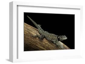 Sceloporus Jarrovii (Yarrow's Spiny Lizard) - with Two Tails-Paul Starosta-Framed Photographic Print