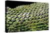 Sceloporus Malachiticus (Green Spiny Lizard) - Scales-Paul Starosta-Stretched Canvas