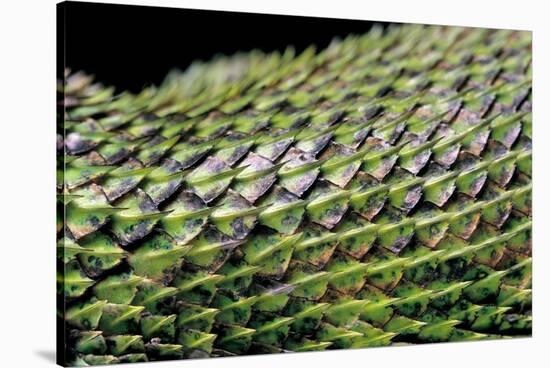 Sceloporus Malachiticus (Green Spiny Lizard) - Scales-Paul Starosta-Stretched Canvas