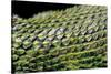 Sceloporus Malachiticus (Green Spiny Lizard) - Scales-Paul Starosta-Stretched Canvas