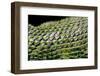 Sceloporus Malachiticus (Green Spiny Lizard) - Scales-Paul Starosta-Framed Photographic Print