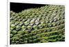 Sceloporus Malachiticus (Green Spiny Lizard) - Scales-Paul Starosta-Framed Photographic Print