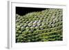 Sceloporus Malachiticus (Green Spiny Lizard) - Scales-Paul Starosta-Framed Photographic Print