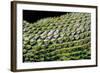 Sceloporus Malachiticus (Green Spiny Lizard) - Scales-Paul Starosta-Framed Photographic Print