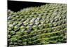 Sceloporus Malachiticus (Green Spiny Lizard) - Scales-Paul Starosta-Mounted Photographic Print