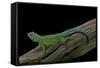 Sceloporus Malachiticus (Green Spiny Lizard)-Paul Starosta-Framed Stretched Canvas