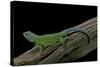 Sceloporus Malachiticus (Green Spiny Lizard)-Paul Starosta-Stretched Canvas
