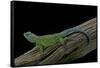 Sceloporus Malachiticus (Green Spiny Lizard)-Paul Starosta-Framed Stretched Canvas