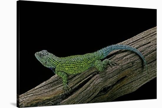 Sceloporus Malachiticus (Green Spiny Lizard)-Paul Starosta-Stretched Canvas
