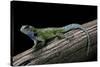 Sceloporus Malachiticus (Green Spiny Lizard)-Paul Starosta-Stretched Canvas