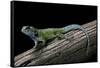 Sceloporus Malachiticus (Green Spiny Lizard)-Paul Starosta-Framed Stretched Canvas