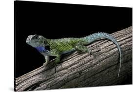 Sceloporus Malachiticus (Green Spiny Lizard)-Paul Starosta-Stretched Canvas