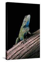 Sceloporus Malachiticus (Green Spiny Lizard)-Paul Starosta-Stretched Canvas