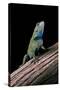 Sceloporus Malachiticus (Green Spiny Lizard)-Paul Starosta-Stretched Canvas