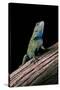 Sceloporus Malachiticus (Green Spiny Lizard)-Paul Starosta-Stretched Canvas