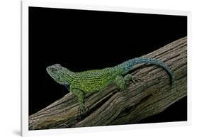 Sceloporus Malachiticus (Green Spiny Lizard)-Paul Starosta-Framed Photographic Print