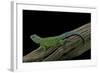 Sceloporus Malachiticus (Green Spiny Lizard)-Paul Starosta-Framed Photographic Print