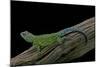 Sceloporus Malachiticus (Green Spiny Lizard)-Paul Starosta-Mounted Photographic Print