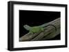 Sceloporus Malachiticus (Green Spiny Lizard)-Paul Starosta-Framed Photographic Print