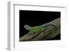 Sceloporus Malachiticus (Green Spiny Lizard)-Paul Starosta-Framed Photographic Print