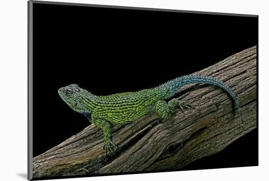 Sceloporus Malachiticus (Green Spiny Lizard)-Paul Starosta-Mounted Photographic Print