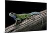 Sceloporus Malachiticus (Green Spiny Lizard)-Paul Starosta-Mounted Photographic Print