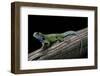 Sceloporus Malachiticus (Green Spiny Lizard)-Paul Starosta-Framed Photographic Print