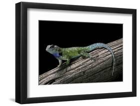 Sceloporus Malachiticus (Green Spiny Lizard)-Paul Starosta-Framed Photographic Print