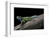 Sceloporus Malachiticus (Green Spiny Lizard)-Paul Starosta-Framed Photographic Print