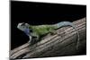 Sceloporus Malachiticus (Green Spiny Lizard)-Paul Starosta-Mounted Photographic Print