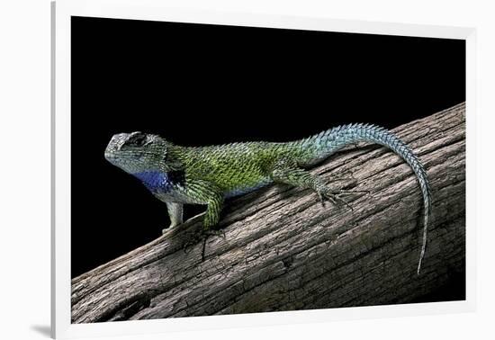 Sceloporus Malachiticus (Green Spiny Lizard)-Paul Starosta-Framed Photographic Print