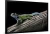 Sceloporus Malachiticus (Green Spiny Lizard)-Paul Starosta-Framed Photographic Print