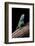 Sceloporus Malachiticus (Green Spiny Lizard)-Paul Starosta-Framed Photographic Print